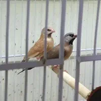 جوجه فنچ کراواتی