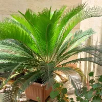 سیکاس