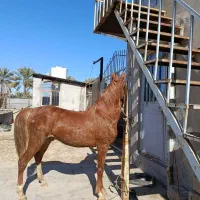 کره نریلن.اسب .