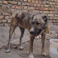 سگ ماده