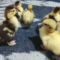 جوجه اردک اسراییلی و جوجه غاز