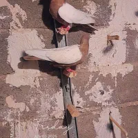 ماده