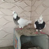 فروش ۷  کبوتر طوقی