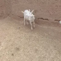 بزسانن