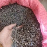 کشمش و شیره خرما