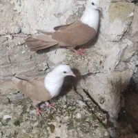 یک جفت کلتغ زرد خوش طیپ