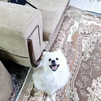 سگ پامرانین اجتماعی حرف گوش کن فی ۱۴