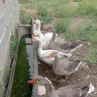 غازهای چاق و تپل و چند عدد تخم مرغ لاری