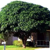 حراج نهال‌۲ساله میوه وسایه هاشمی بیرجندجاده زاهدان