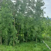 اجاره-کلبه-چوبی-بام-دریا
