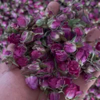 غنچه گل محمدی لاله زار