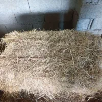 سراچینا (کاه برنج)