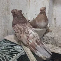 کفتر نوکریز ونوک قنار