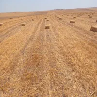 کلش گندم
