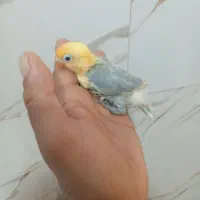 سرلاکی رنگ خاص