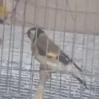 سره نروماده