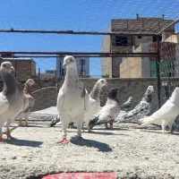 کبوتر