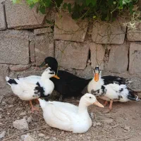 اردک و مرغ و خروس