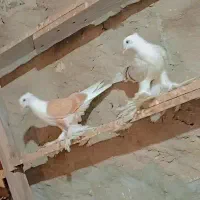 کبوتر کلاه پاپر زینتی