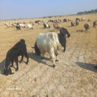 پازن|حیوانات مزرعه|ارم, |دیوار