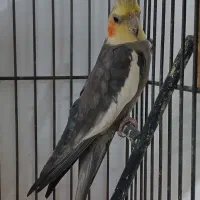 عروس هلندی سخنگو