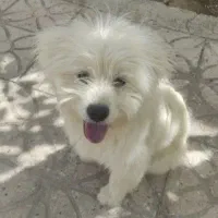 سگ خانگی