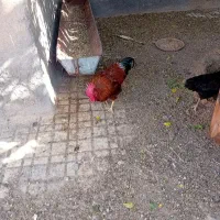 مرغ وخروس