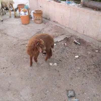 بره نر