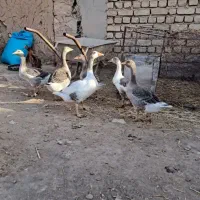 غازمحلی چرداول