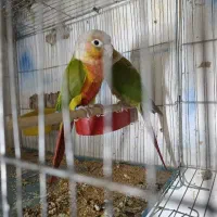 نروماده گرینجیک سرخ