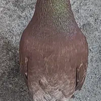 پرنده