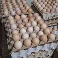 تخم مرغ رسمی
