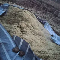 فروش کاه عدس
