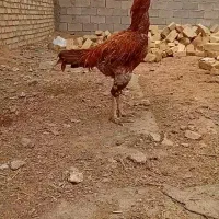 خروس|حیوانات مزرعه|قیدار, |دیوار