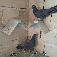 کبوترپرنده ۲تازیل نر قلدرپرشی