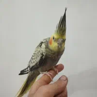 عروس هلندی مرواریدی نر
