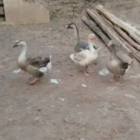 غازوقوغاز