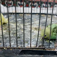 یک جفت مرغ عشق مولد همراه ۲ عدد جوجه و تخم و لانه