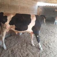 گوساله نر اصل اصل هلیشتان