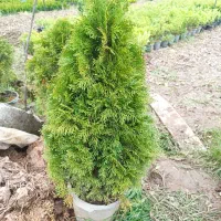 کاج تویا آمریکایی در چند سایز