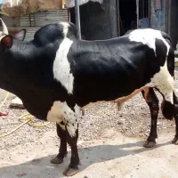 ورزا گاو لیشه