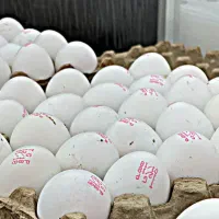 تخم مرغ اقساطی و کالابرگ تک به قیمت عمده