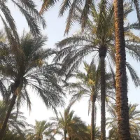 نخل بو دادن و کنه .ارایش محصول نخل