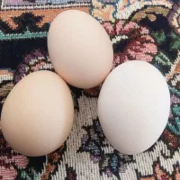 تخمرغ محلی فتح اباد