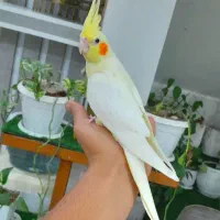 عروس هلندی ماده دستی فول.  بوشهر