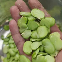 اورگانیک