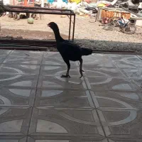 30000000