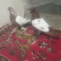 سلام فروش دوتا کبوتر خاصا