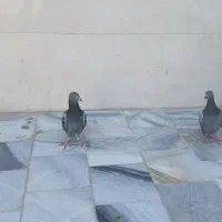 یک جفت کفتر المانی