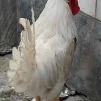 خروس